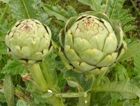 Alcachofa Valencia   1/2 kg